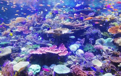 Dubai’s Heart Of Europe Project To Create Massive Coral Reef 