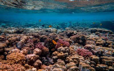 A Massive Annual Coral Spawning Brings New Life To The Great Barrier Reef